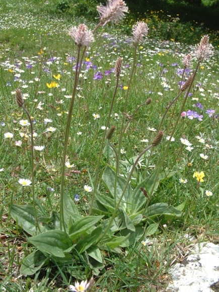 Plantago media / Piantaggine pelosa